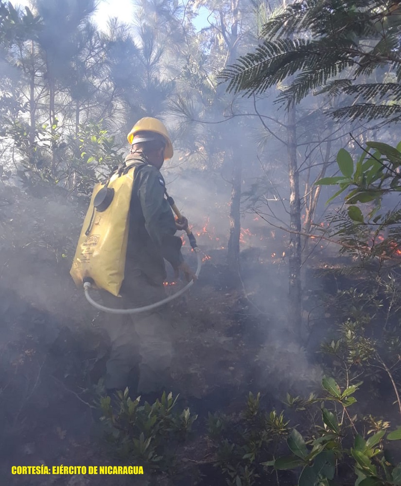 FORESTAL